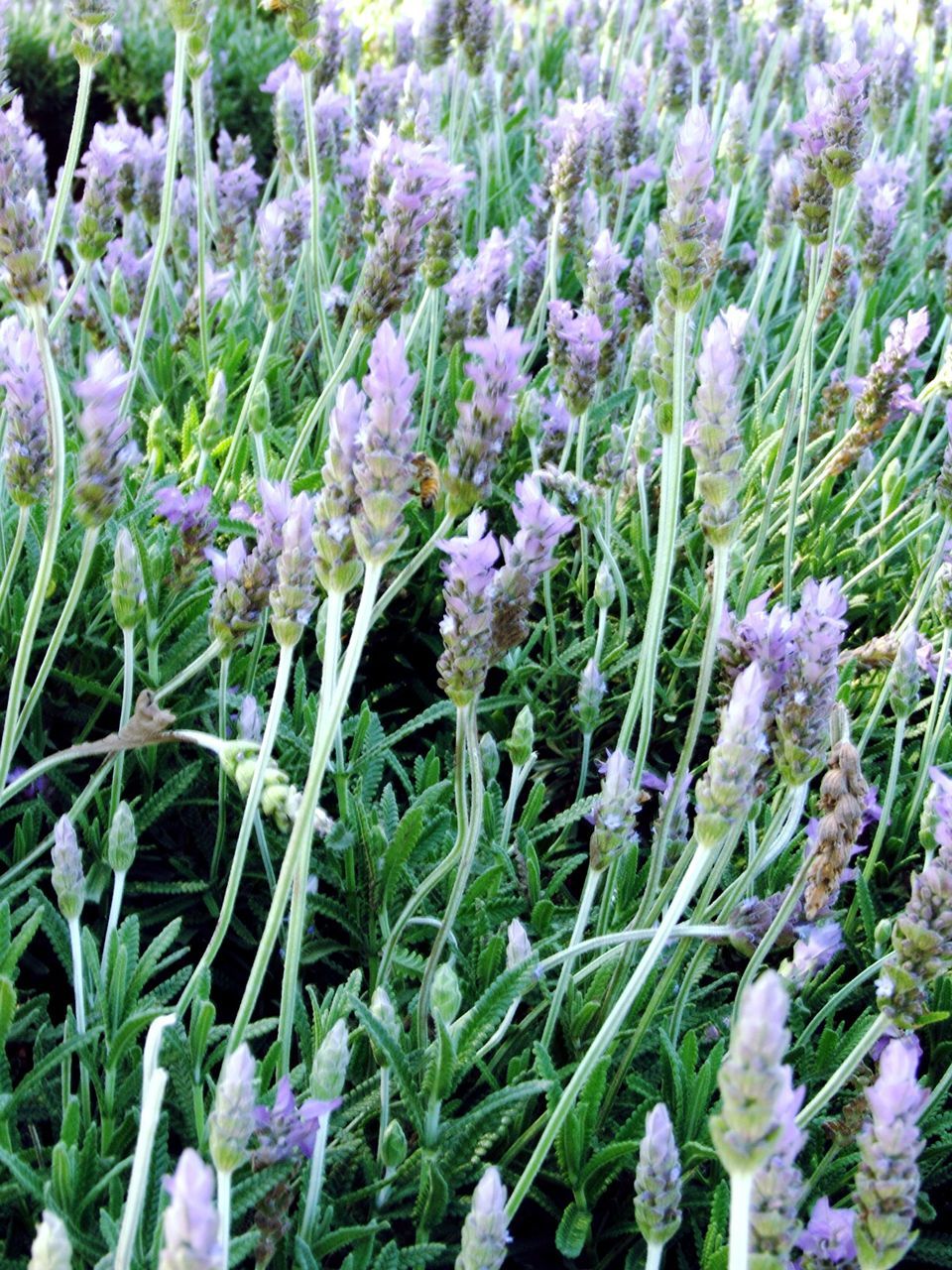 CLOSE-UP OF PURPLE FLOWERS