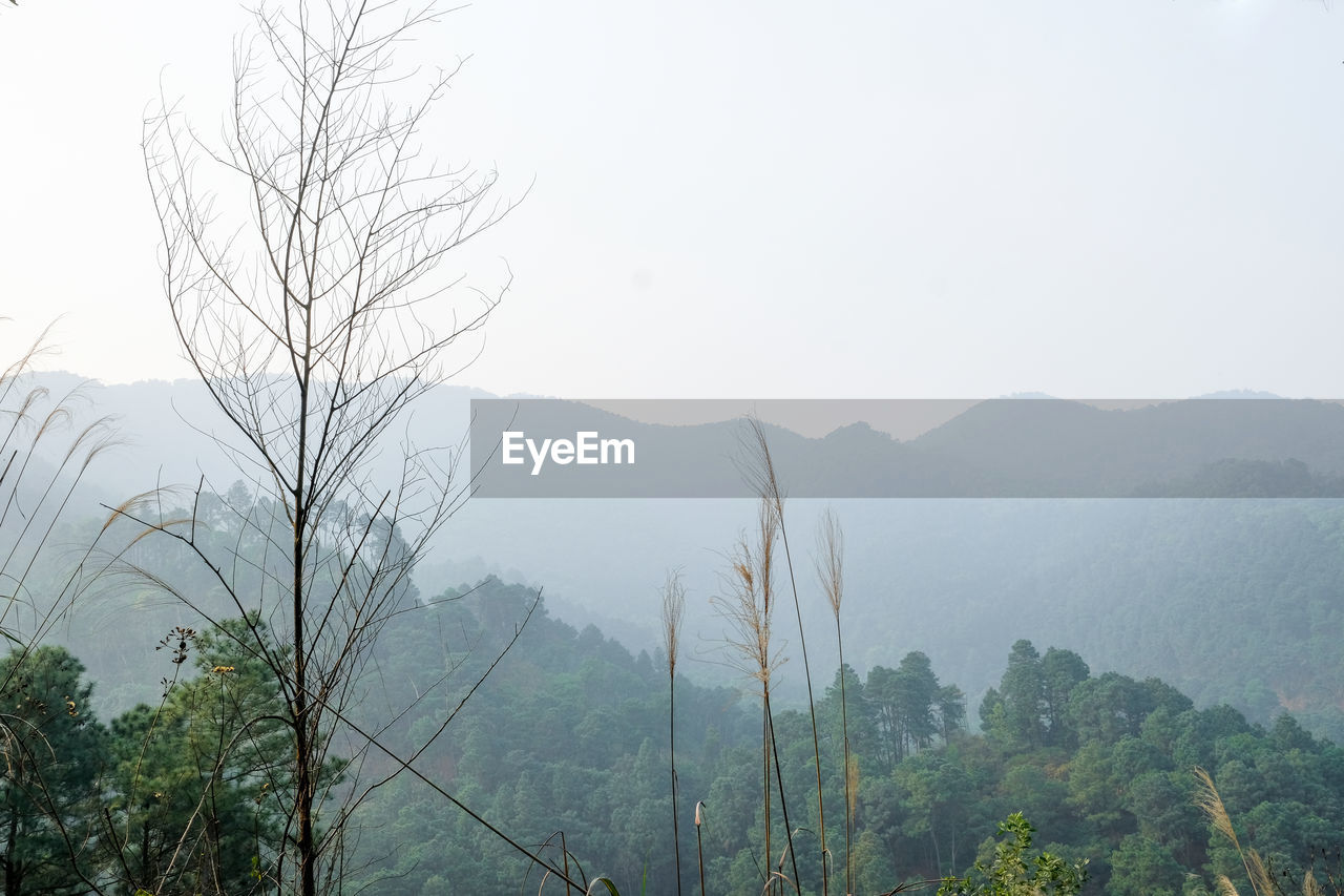 Scenic view of tree mountains against sky