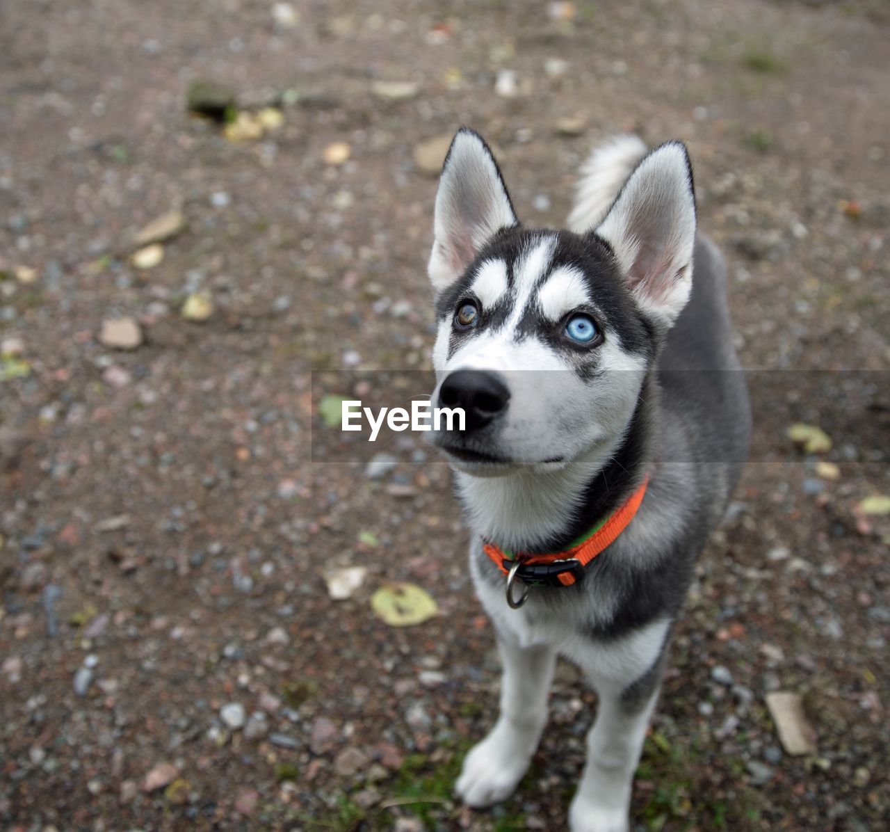 Husky puppy with brown and blue eye