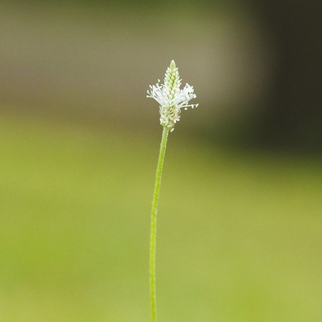 CLOSE-UP OF FLOWERS AGAINST BLURRED BACKGROUND