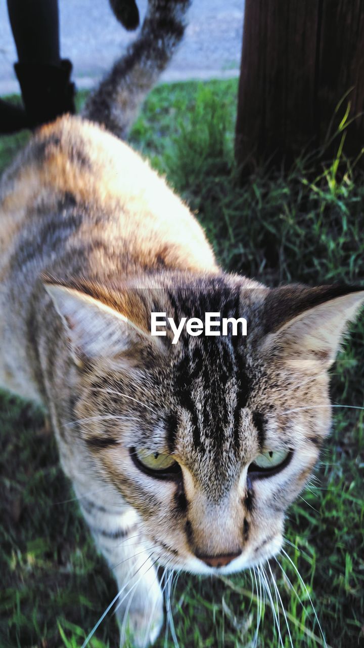 High angle view of tabby cat walking on field