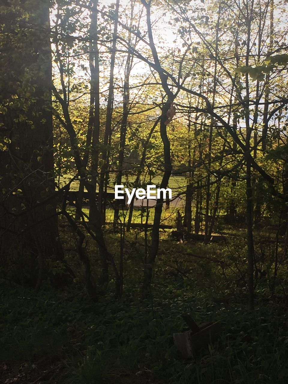 TREES GROWING IN FOREST