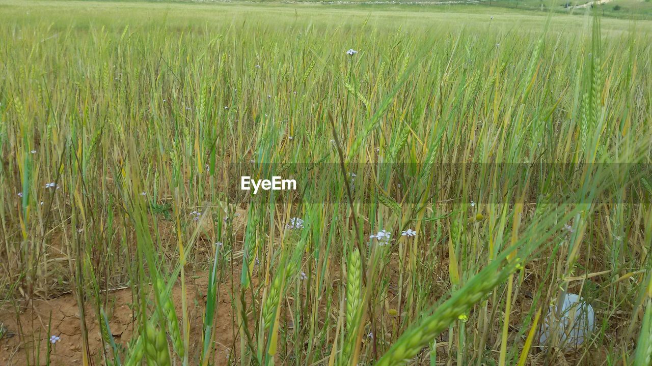 CROPS GROWING IN FIELD