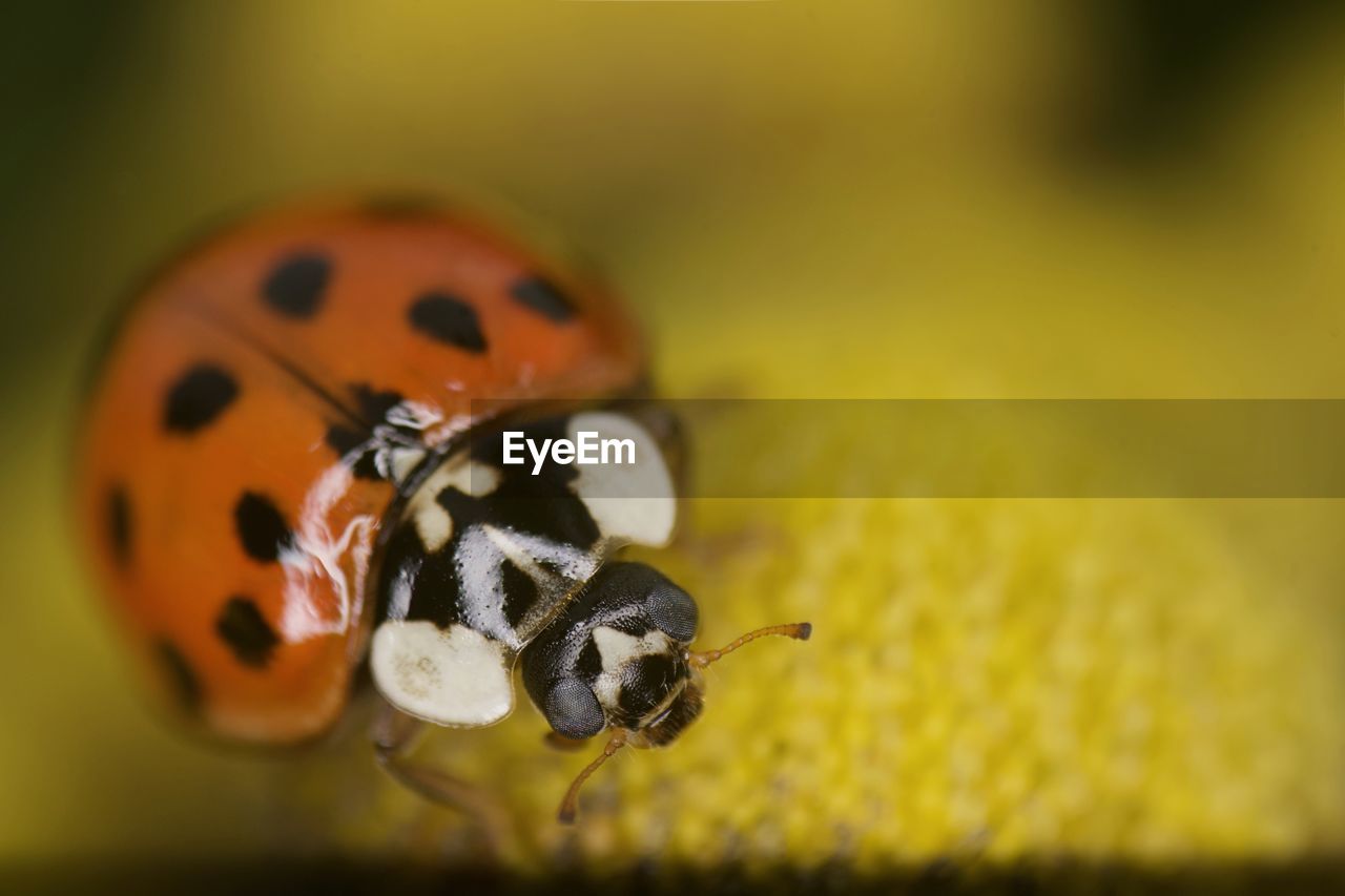 Close-up of ladybug