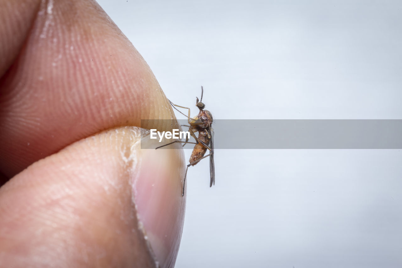 CLOSE-UP OF INSECT ON HAND HOLDING SMALL GLASS