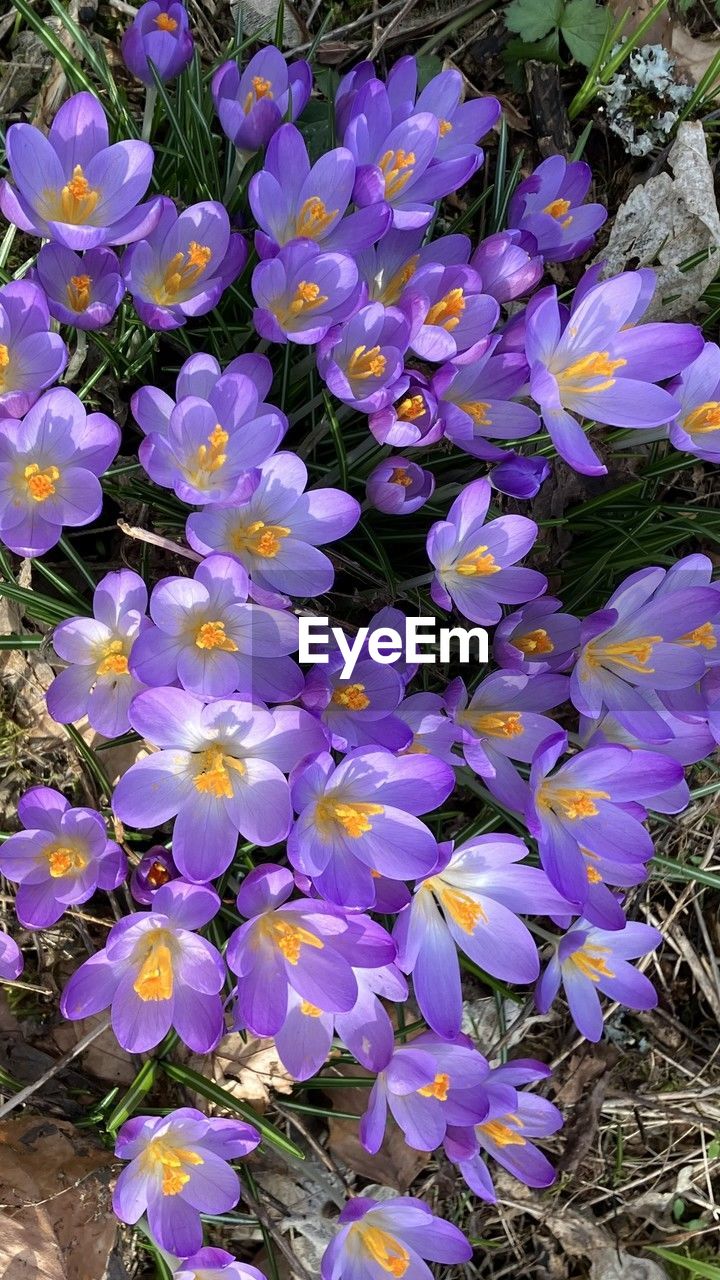 flower, flowering plant, plant, beauty in nature, fragility, freshness, growth, purple, petal, close-up, nature, crocus, high angle view, inflorescence, flower head, no people, day, field, land, iris, wildflower, springtime, botany, outdoors