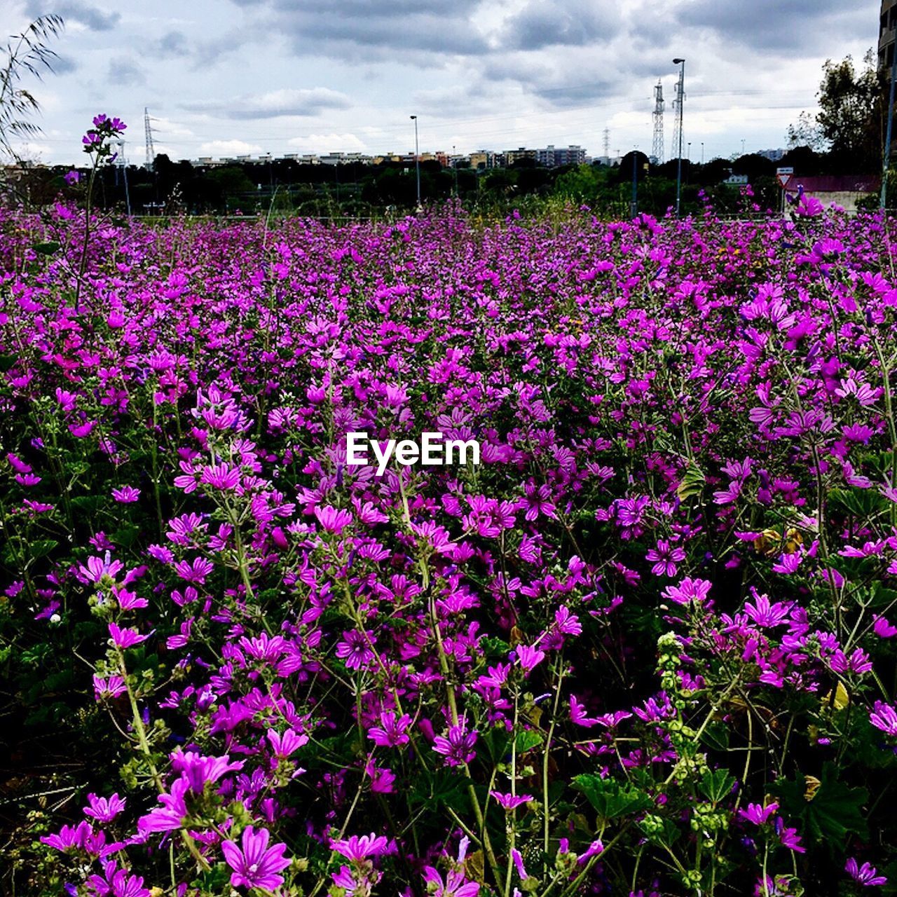 PURPLE FLOWERS GROWING IN FIELD AGAINST CLOUDY SKY