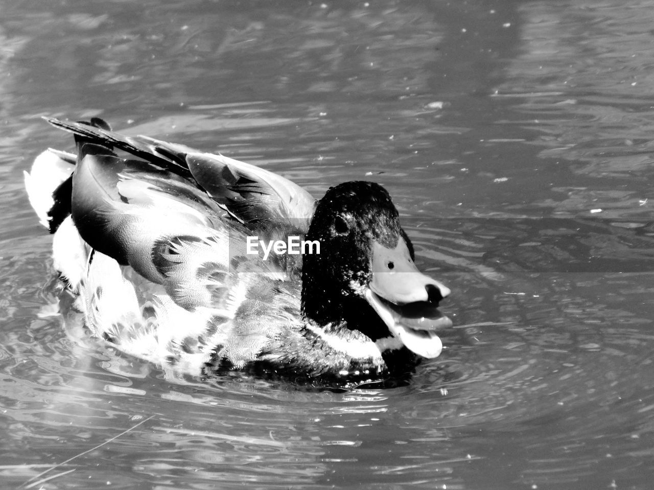 CLOSE-UP OF MALLARD DUCK SWIMMING IN LAKE