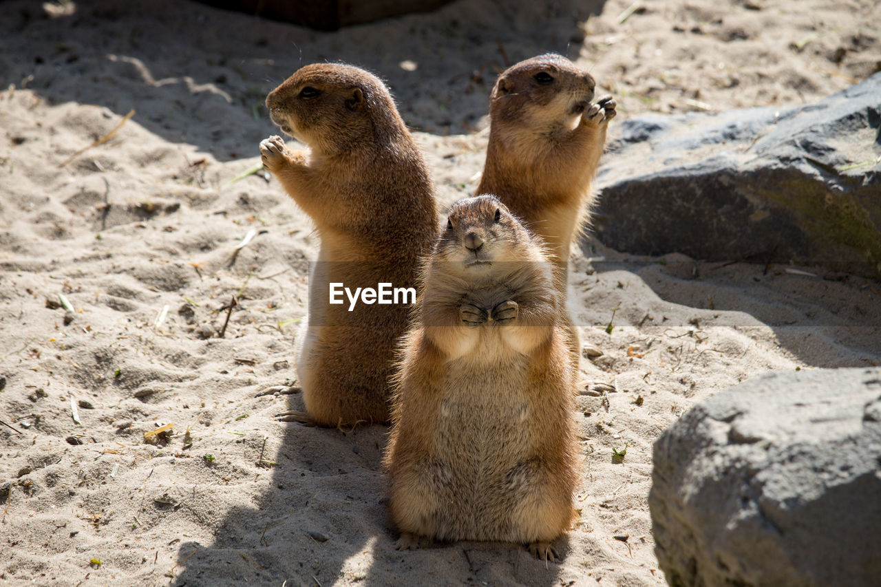 Prairie dogs standing on sand during sunny day