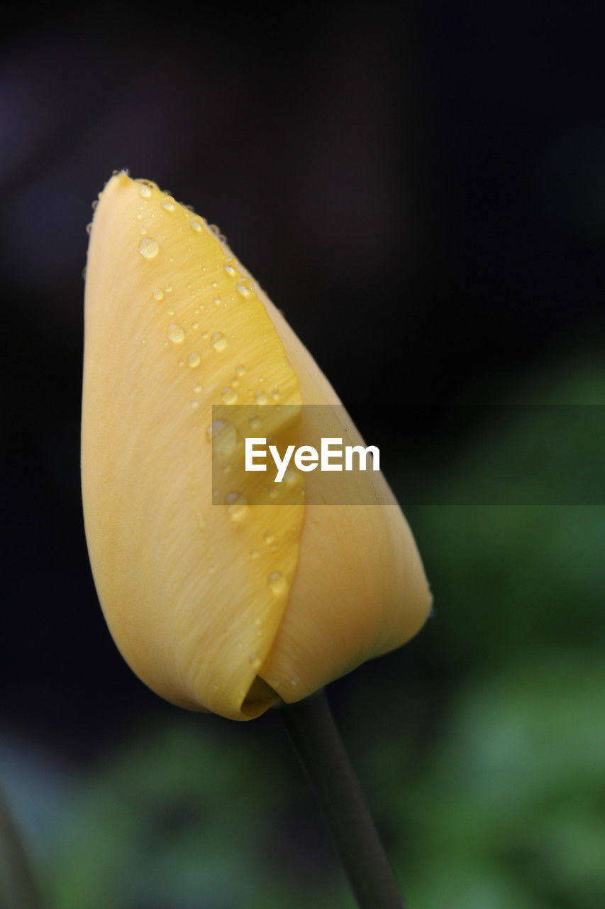 Close-up of yellow tulip flower