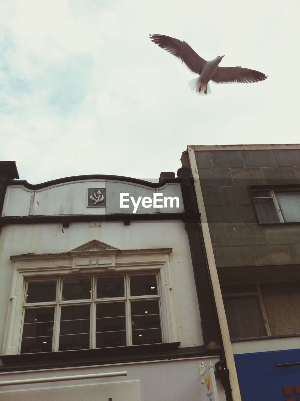 Low angle view of seagull and building against sky