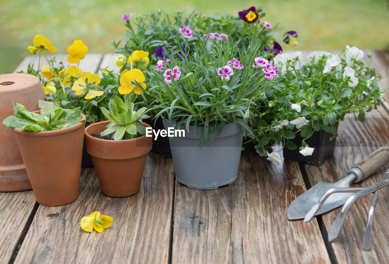 Carnation in flowerpot and colorful viola with gardening tools on a wooden table in a garden