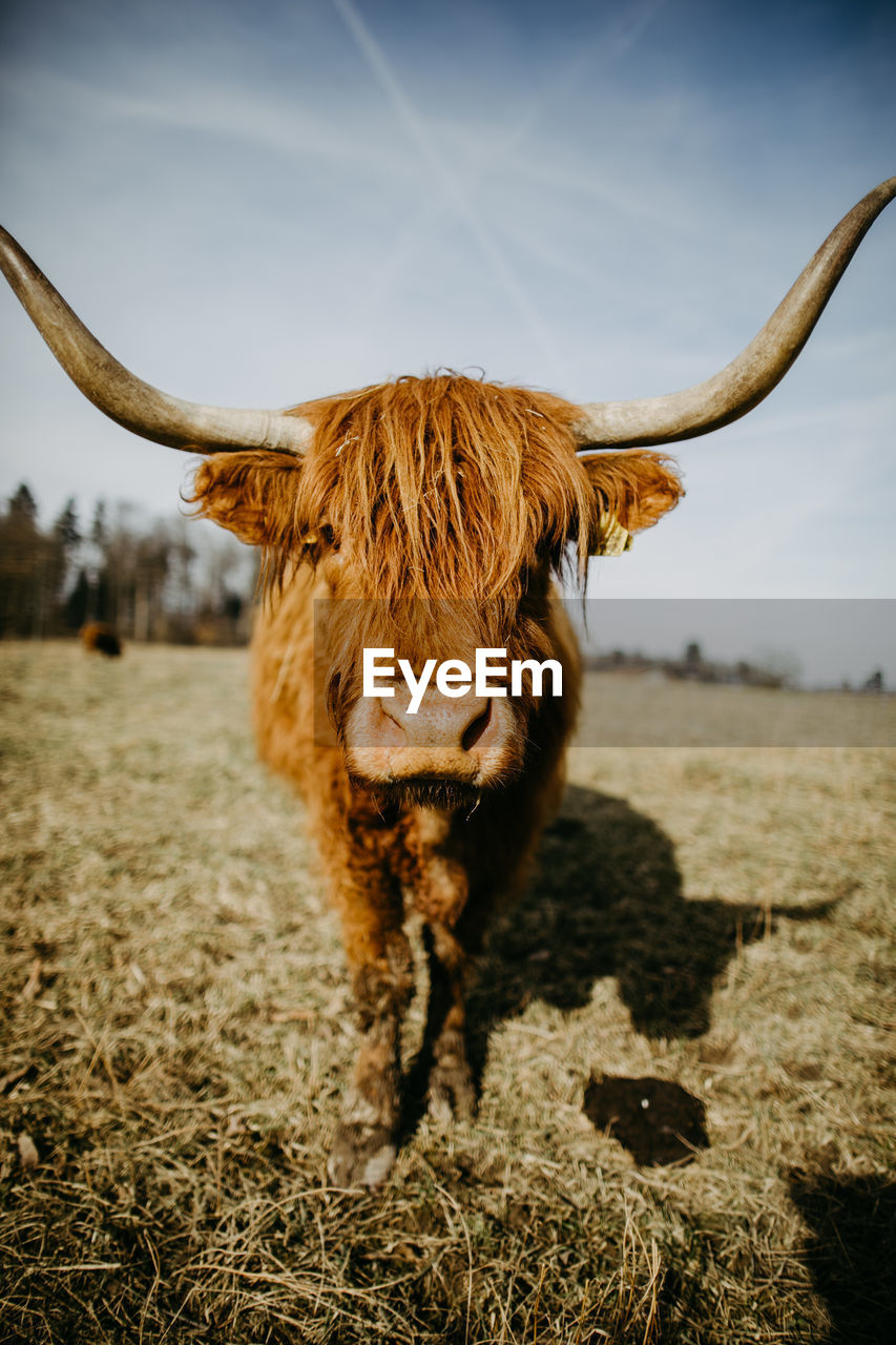 Close-up of a scottish highland cattle on field