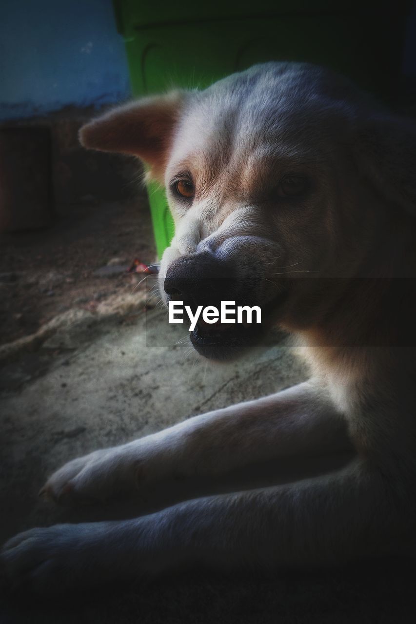 CLOSE-UP OF DOG LYING ON FLOOR