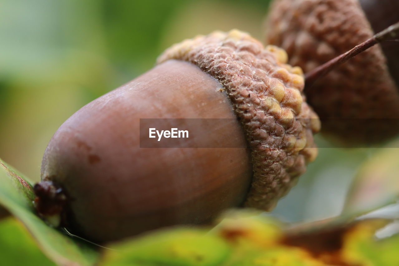 Close-up of acorn 