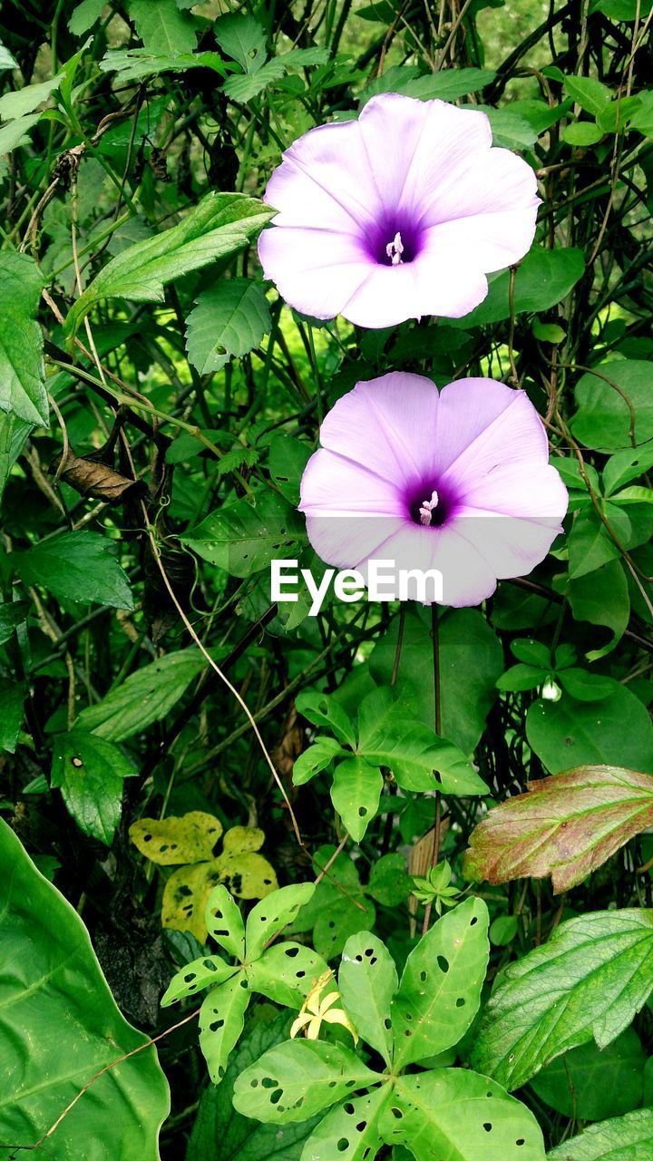 Morning glory blooming in garden