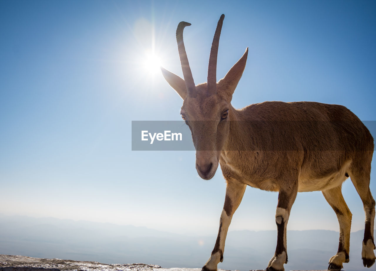 Portrait of stag standing against sky