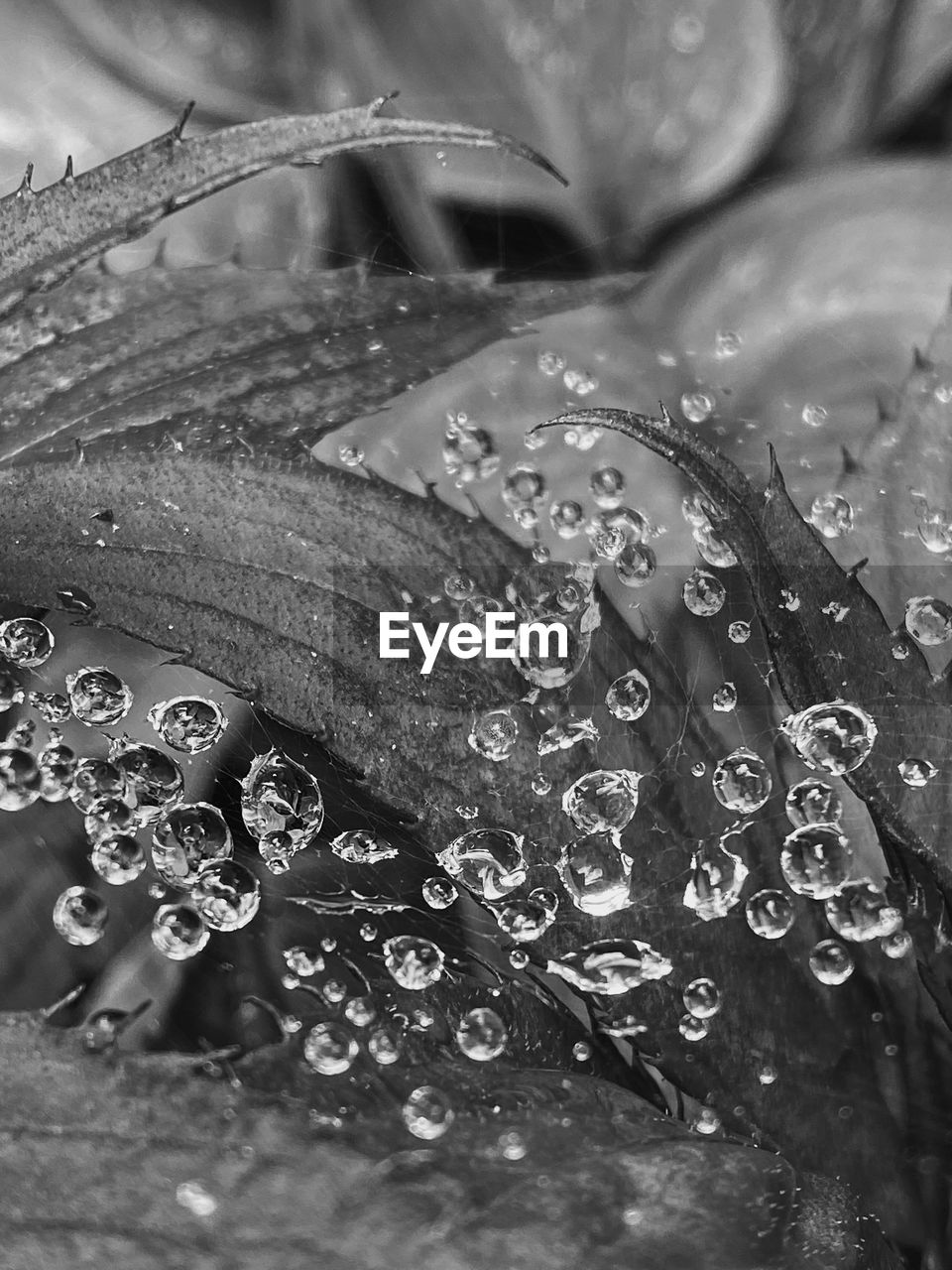 Abstract water droplets on leaves 
