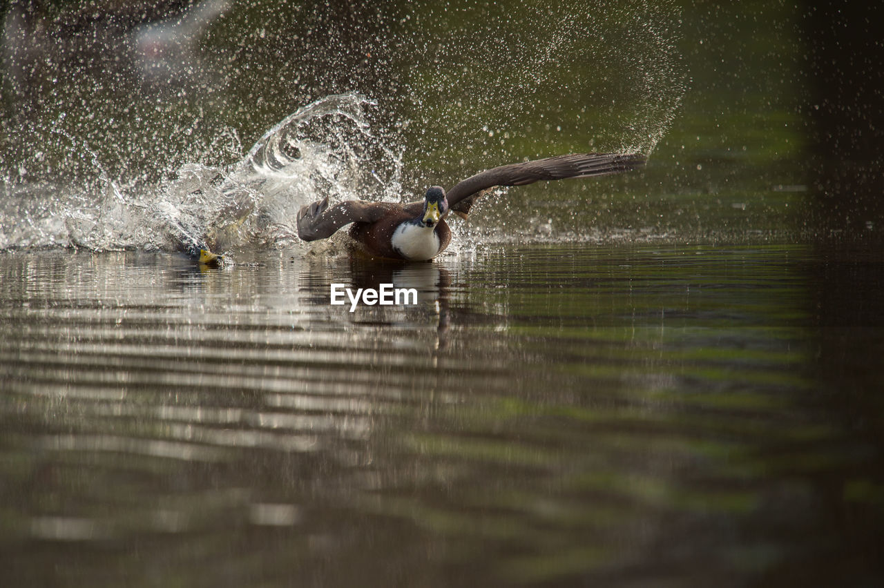 VIEW OF BIRDS IN WATER