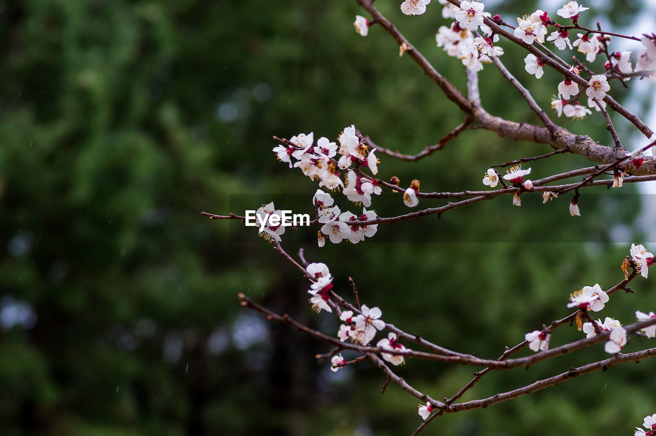 CLOSE-UP OF PINK CHERRY BLOSSOMS ON TREE