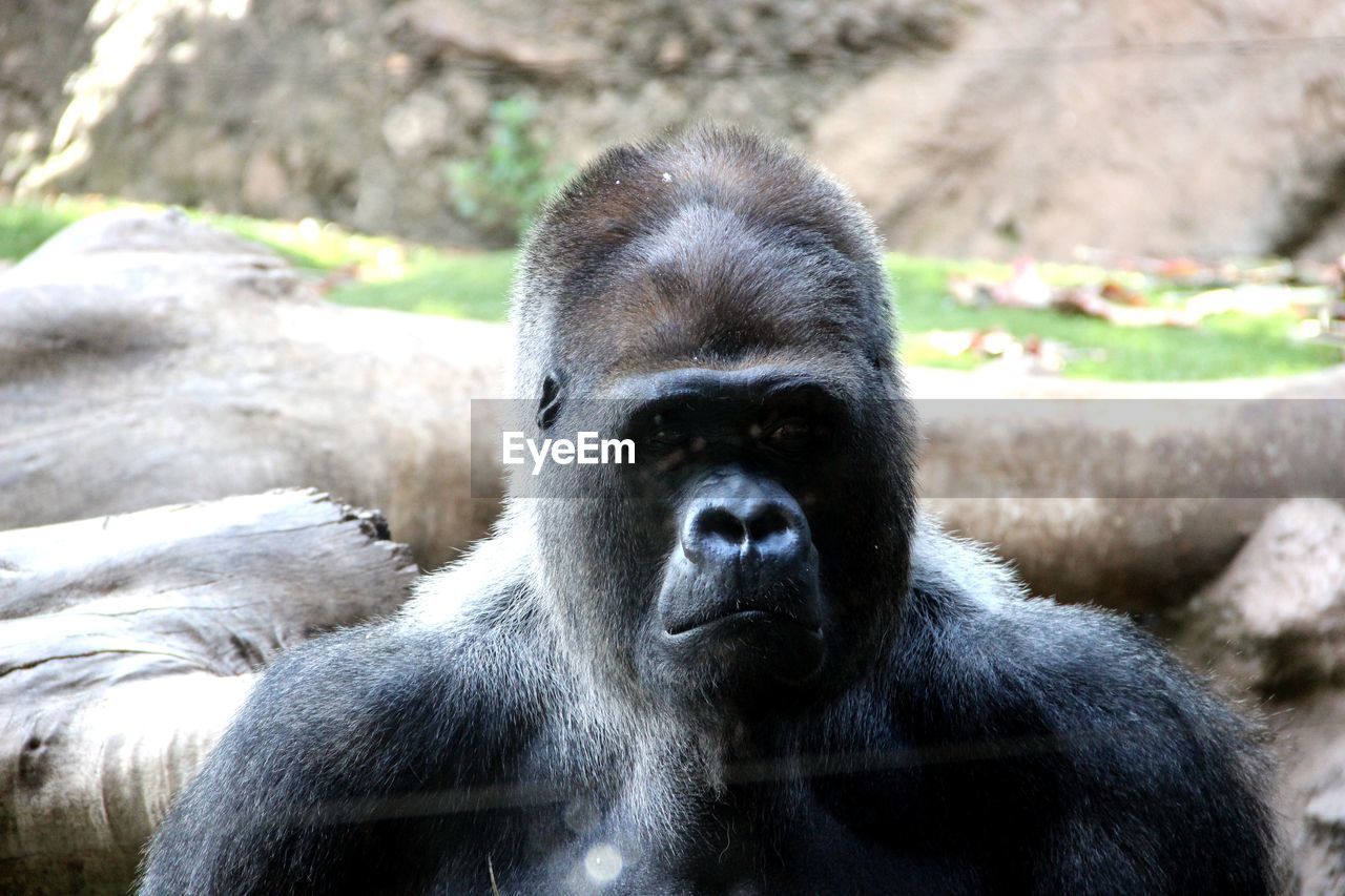 Gorilla at zoo