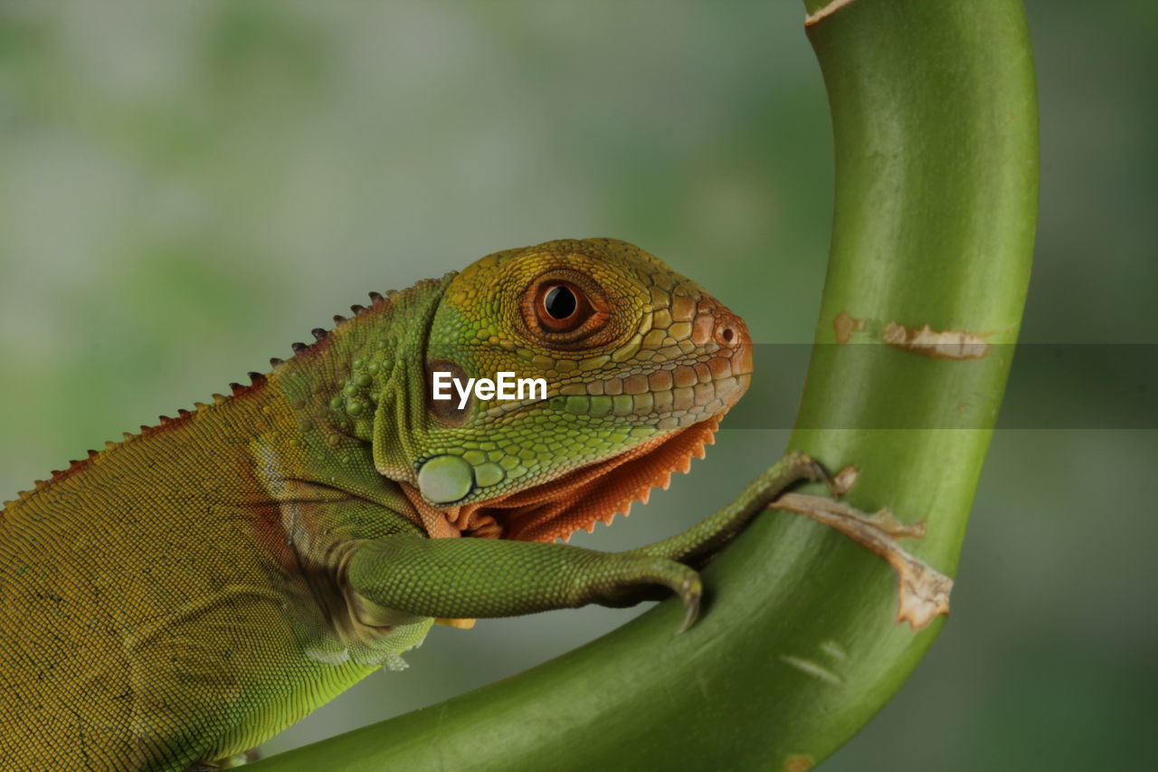 animal themes, animal, animal wildlife, lizard, one animal, reptile, green, wildlife, anole, chameleon, common chameleon, iguania, close-up, iguana, macro photography, no people, nature, wall lizard, animal body part, tree, environment, plant, outdoors, focus on foreground, branch