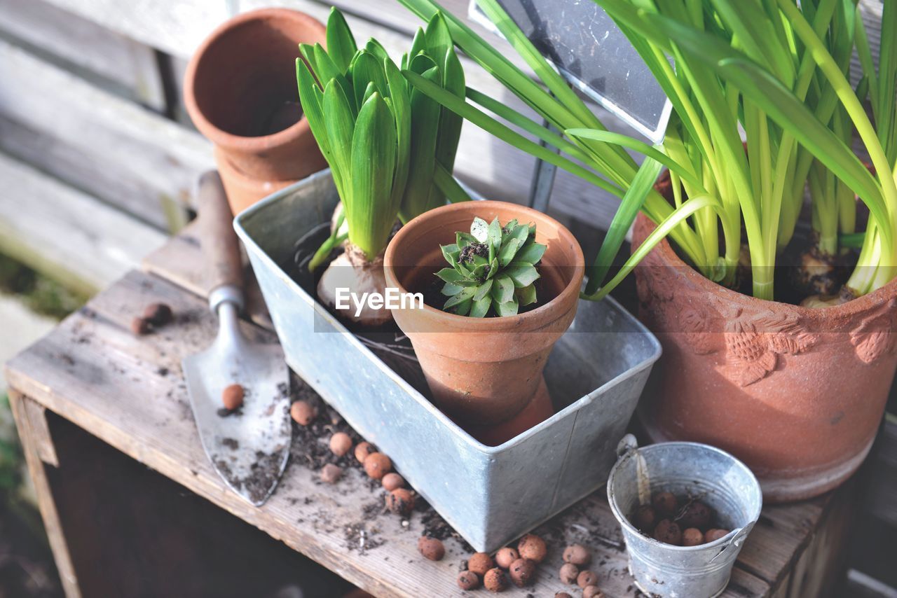 Flower bulbs and plant for potted in metal can and terra cotta flowerpots with garden equipmenton 