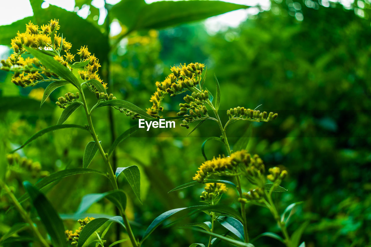 Close-up of yellow flowering plant