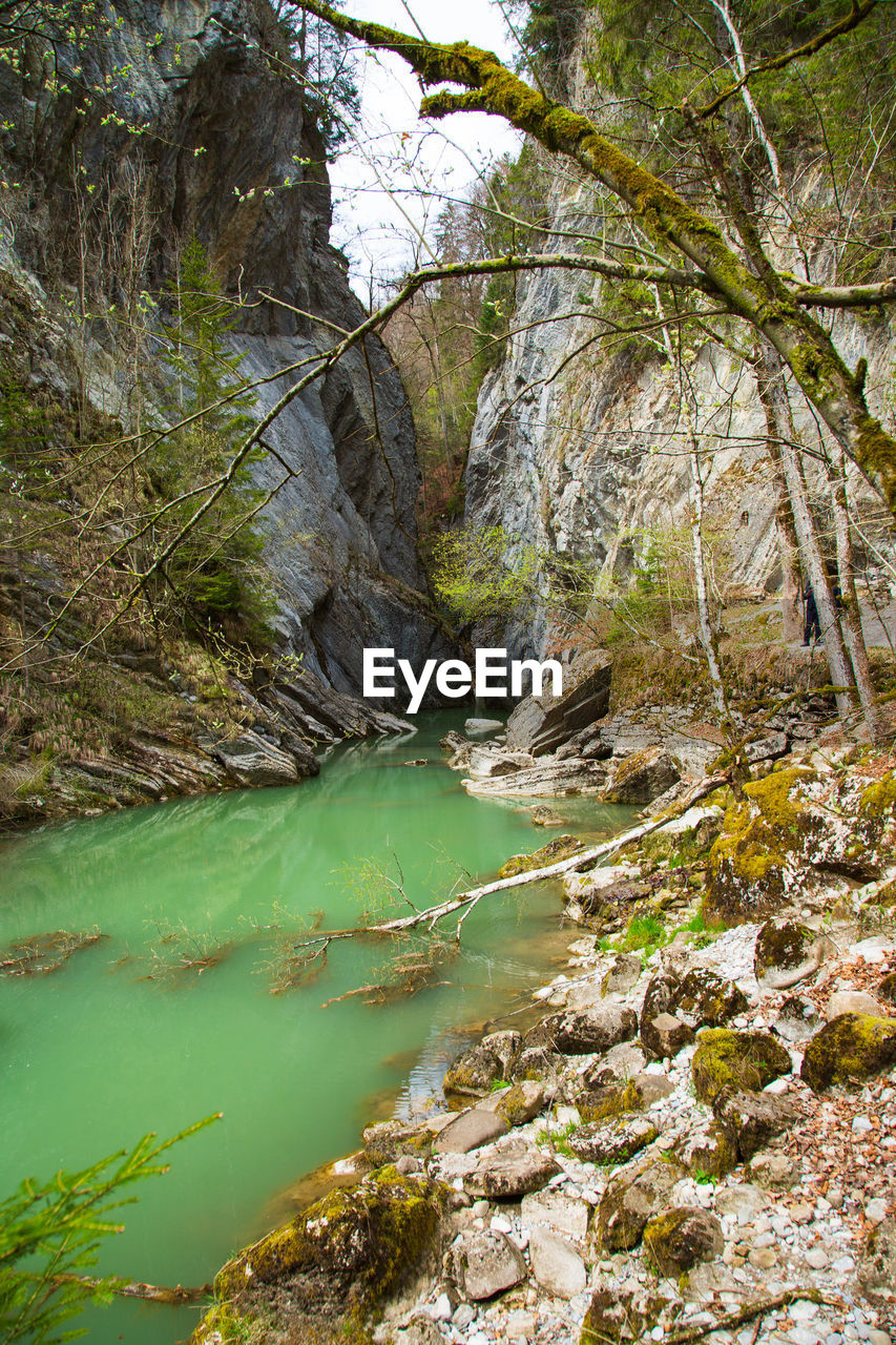 Scenic view of stream in forest