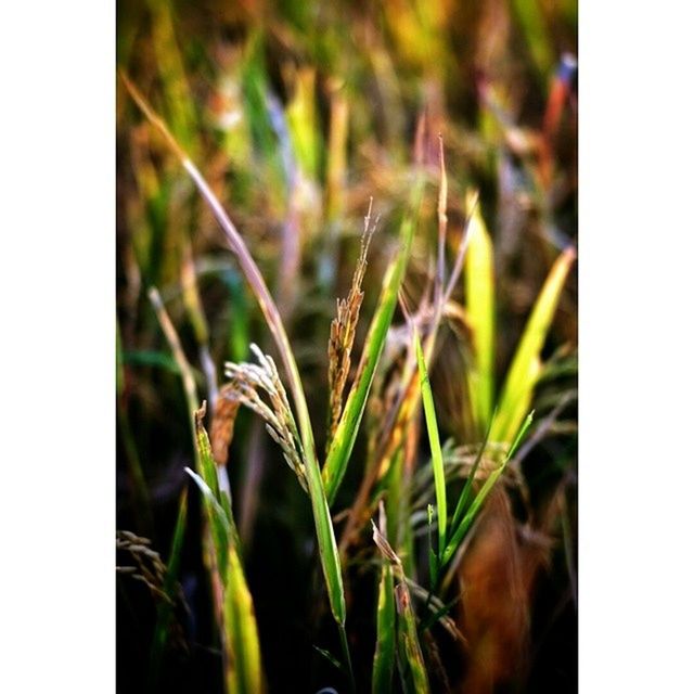 CLOSE-UP OF PLANTS