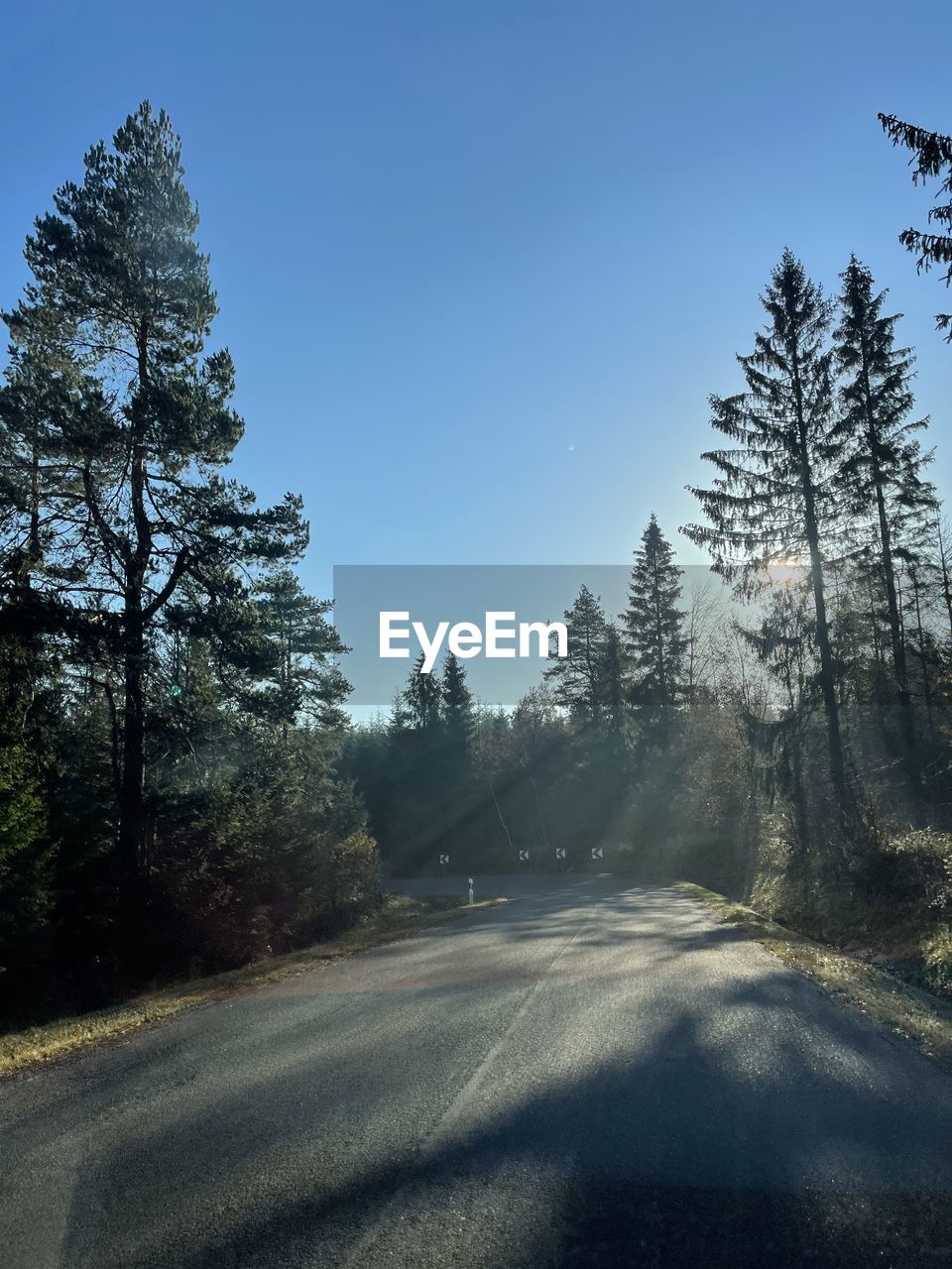 tree, plant, nature, reflection, sunlight, sky, morning, beauty in nature, no people, pinaceae, tranquility, cloud, coniferous tree, scenics - nature, blue, growth, pine tree, low angle view, winter, outdoors, land, day, leaf, environment, forest, tranquil scene, pine woodland, clear sky, light, non-urban scene, water