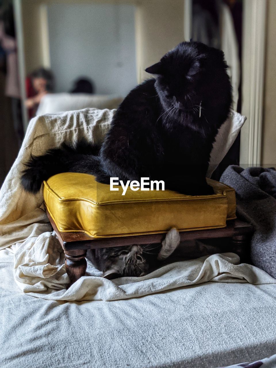 Kitten hiding trying to reach big black cat from under a footstool on a bed.