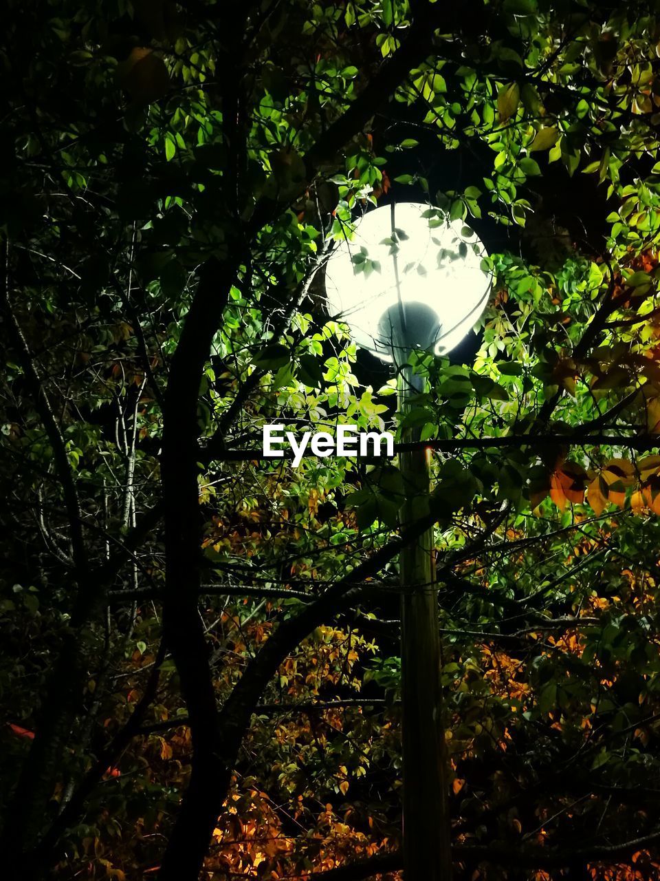 LOW ANGLE VIEW OF TREE AGAINST THE SKY