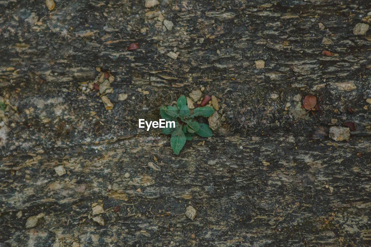 HIGH ANGLE VIEW OF LIZARD ON GROUND