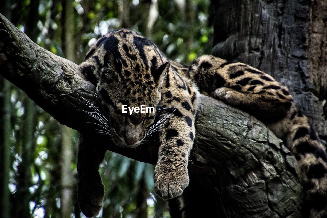 Close-up of leopard on tree at forest
