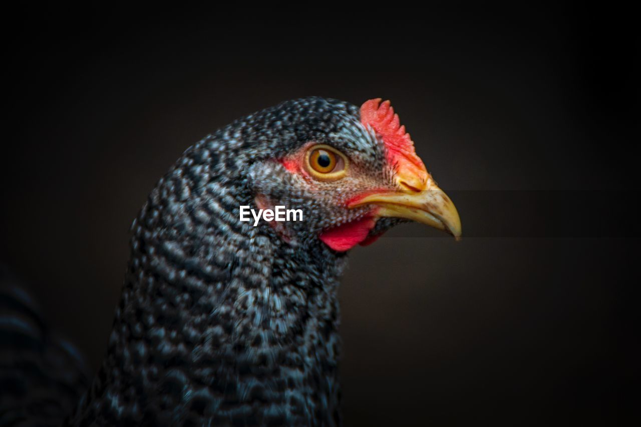 Close-up of a chicken