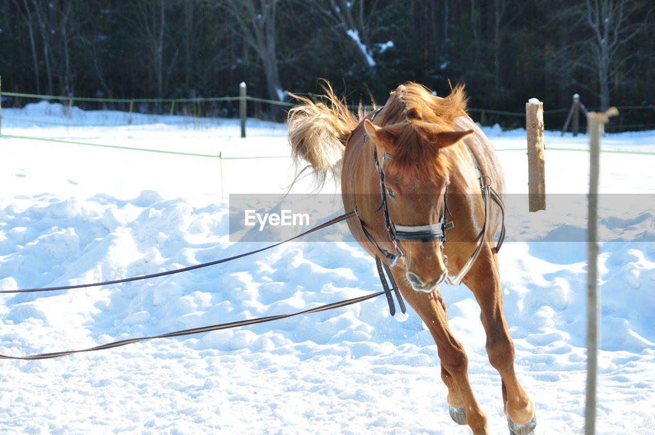 HORSE STANDING ON SNOW COVERED FIELD AGAINST SKY