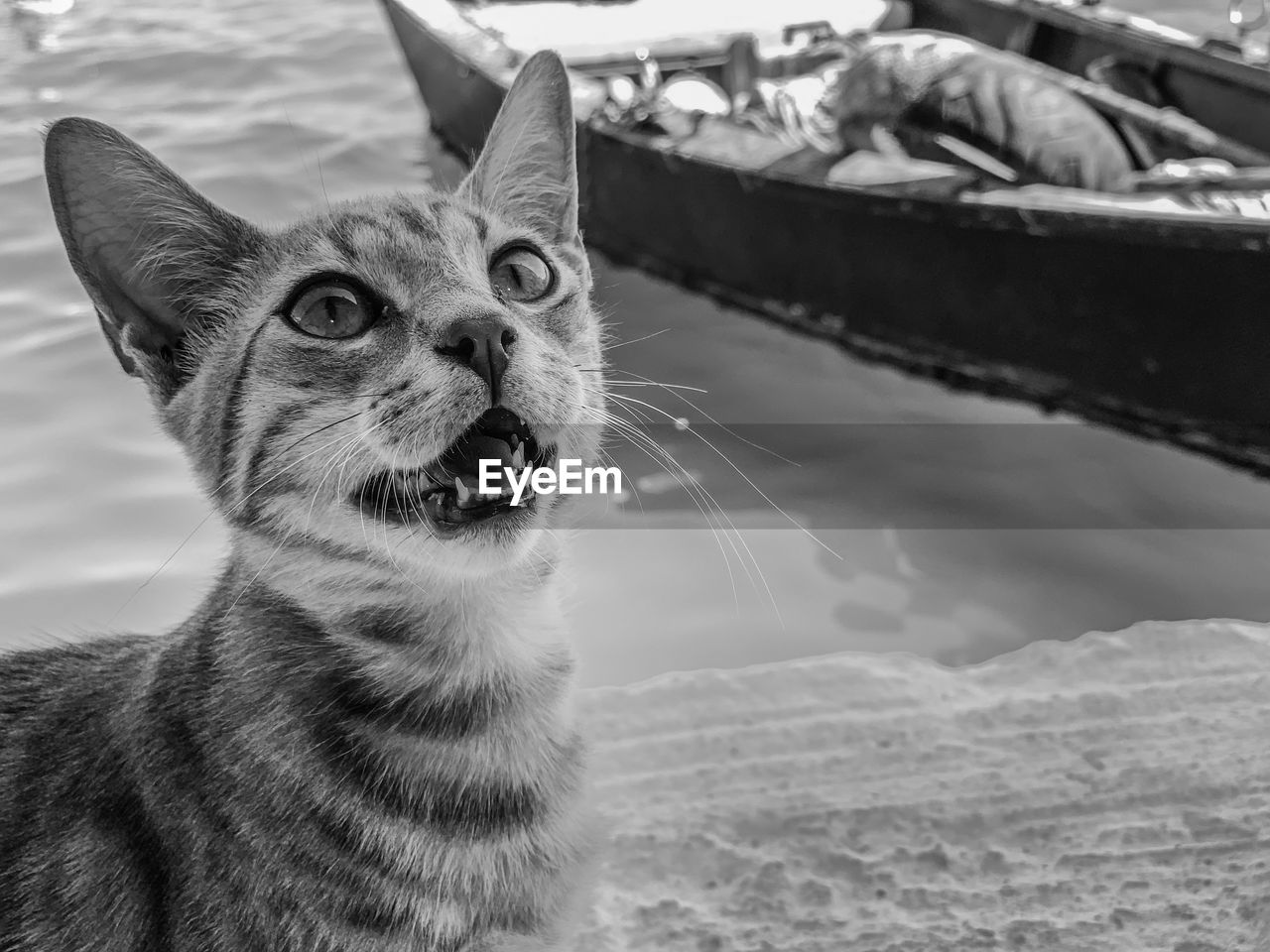 Close-up of cat looking up at harbor