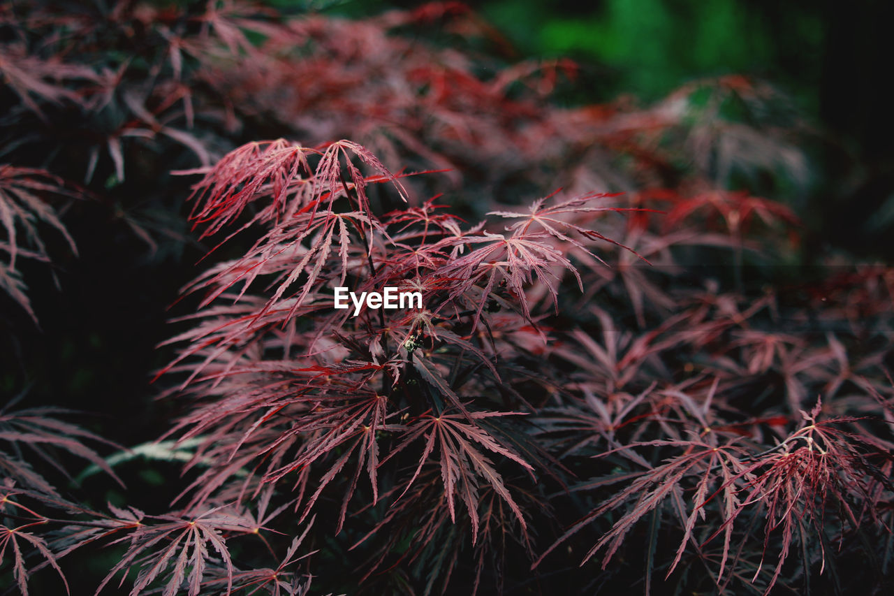 Close-up of red leaves on plant