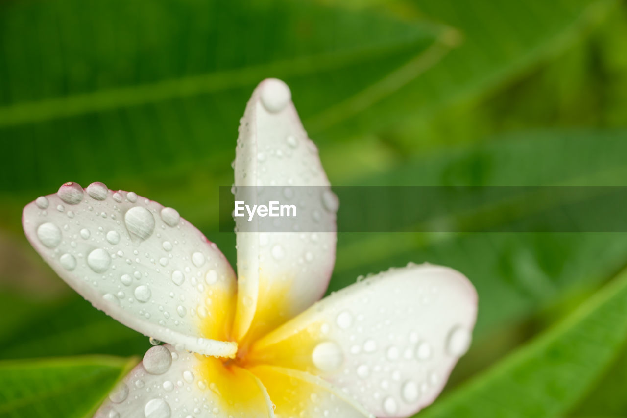 Close-up of raindrops on white flower