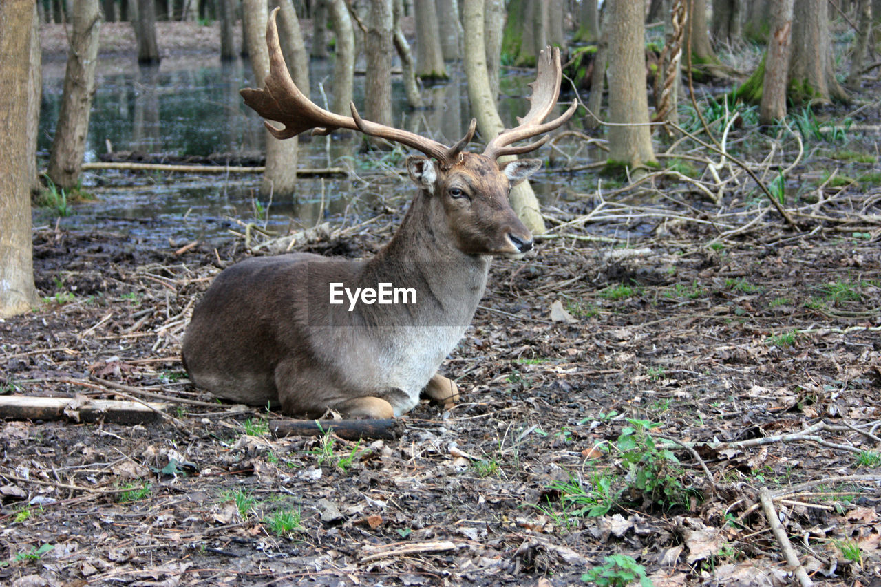 VIEW OF DEER IN THE FOREST