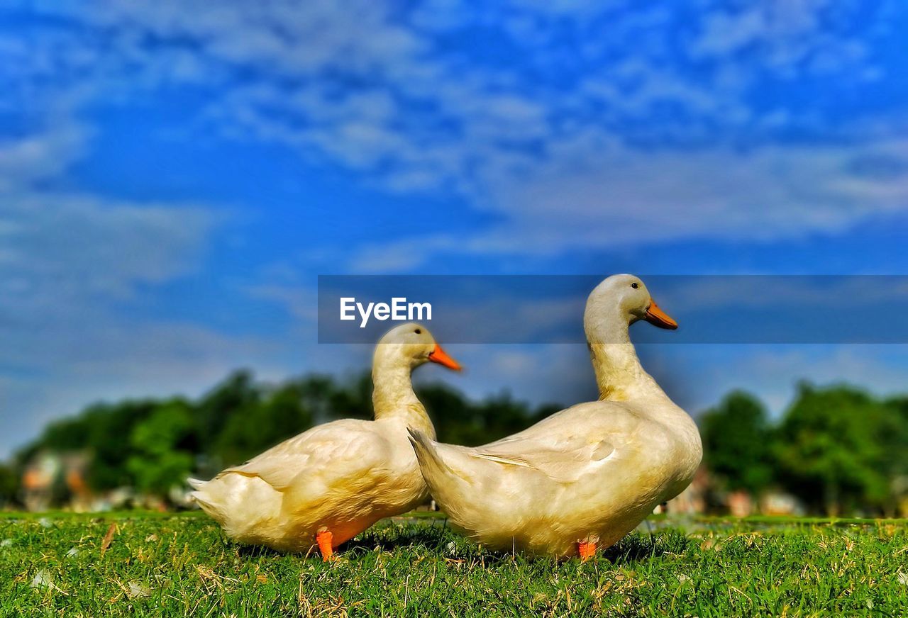 SWAN ON FIELD AGAINST SKY