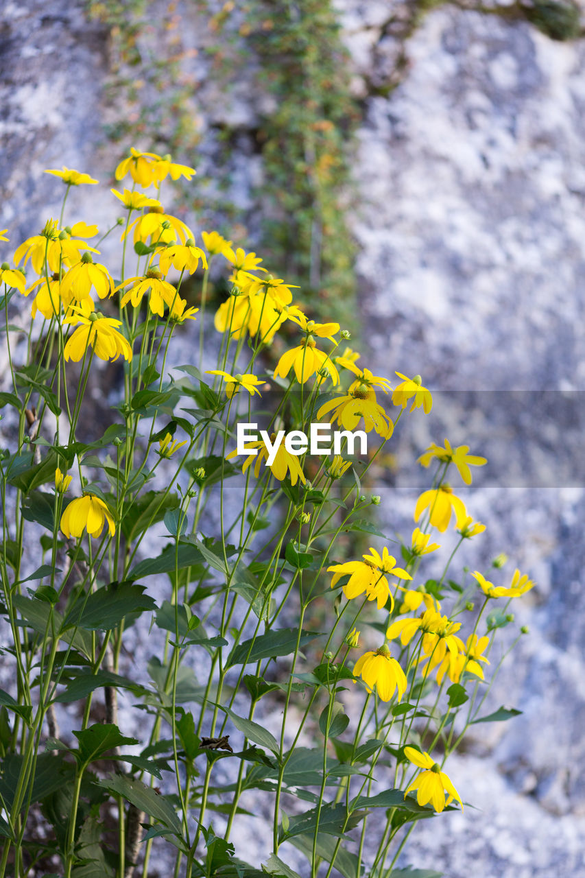 Close-up of yellow flowers blooming in field