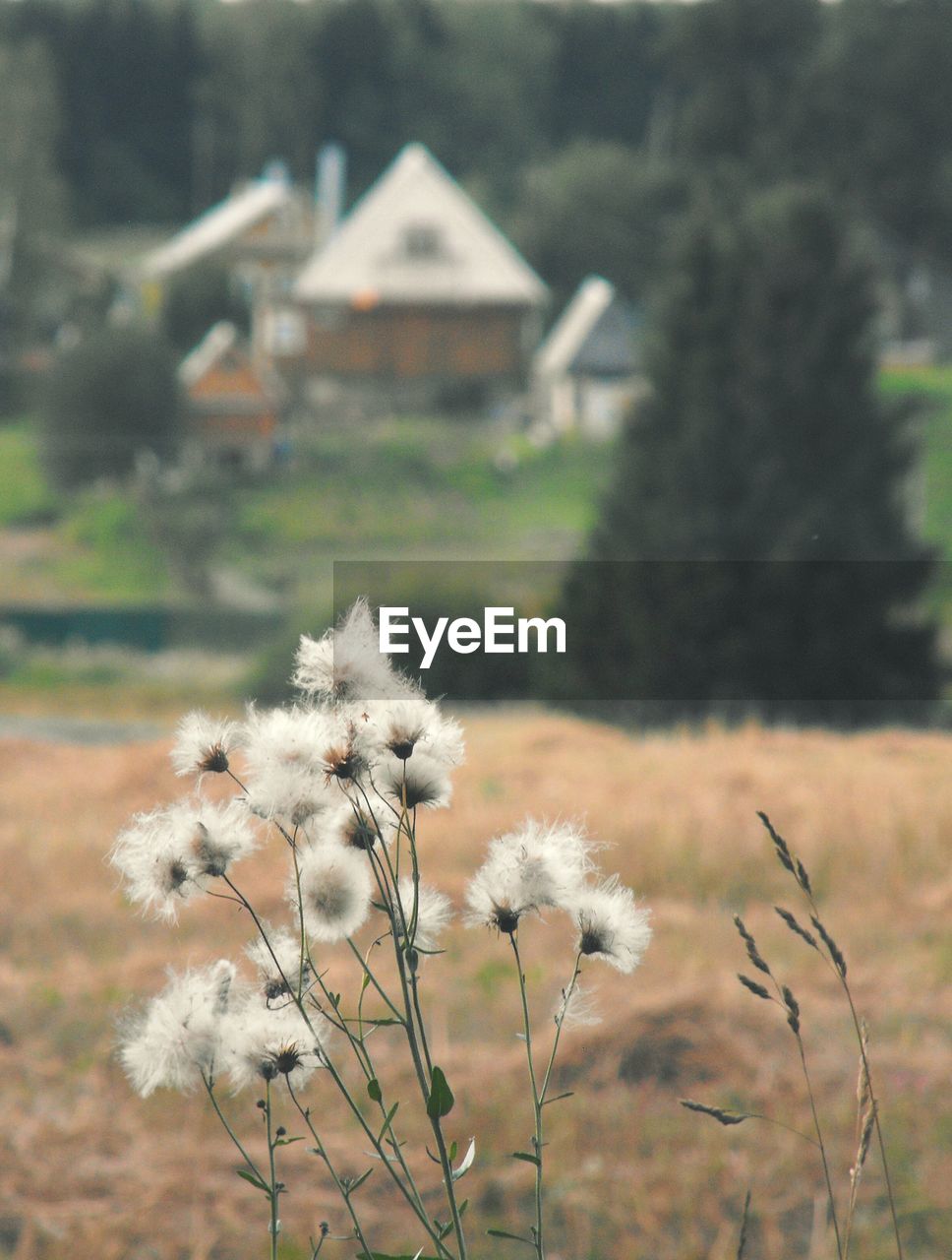 Close-up of white flower growing on field