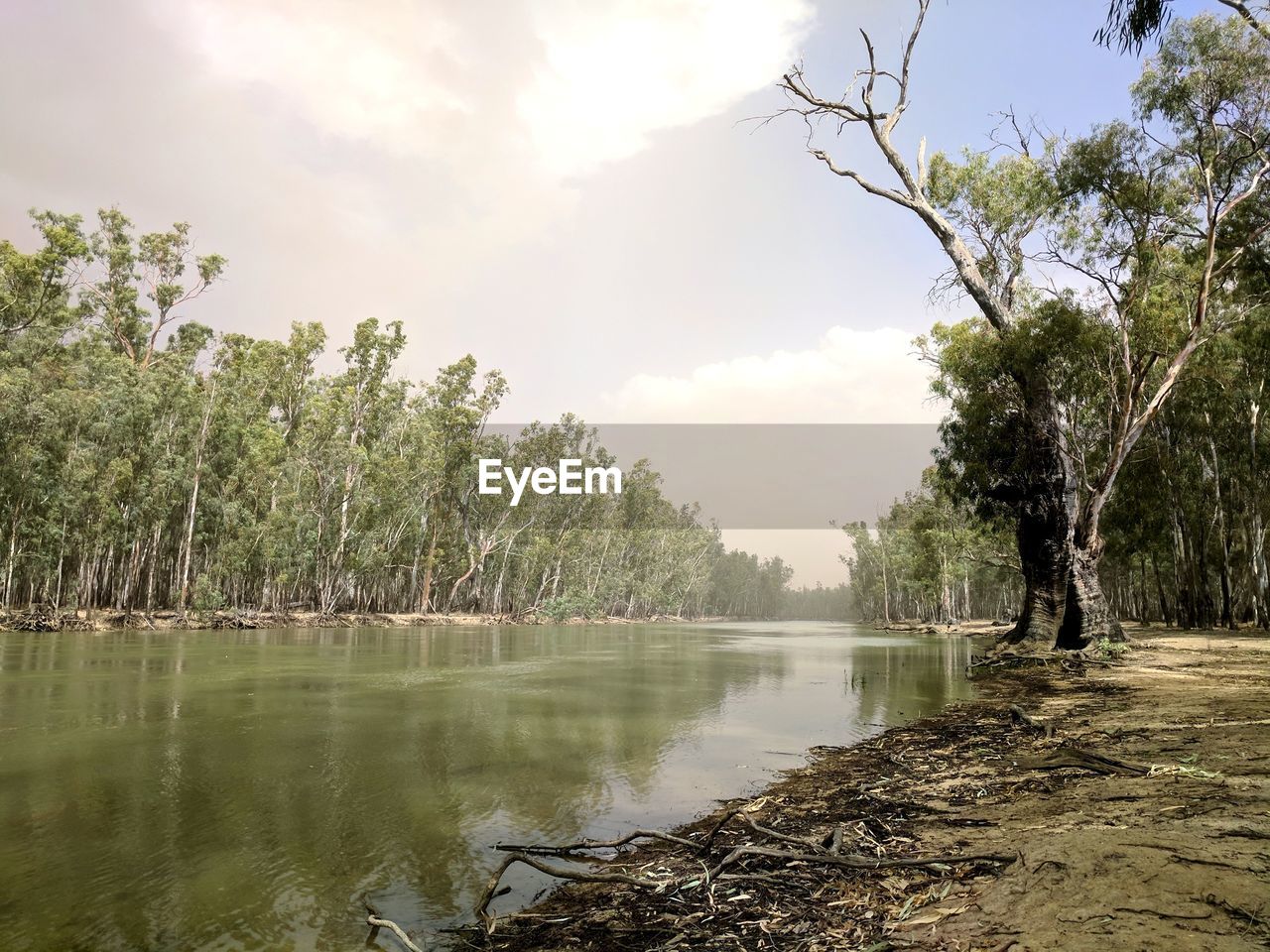 Scenic view of lake in forest against sky