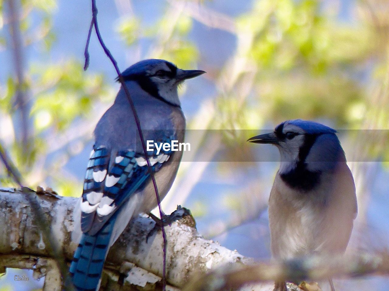 Close-up of birds perching on branch