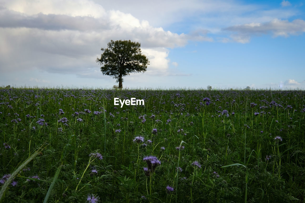 FLOWERS GROWING IN FIELD AGAINST SKY