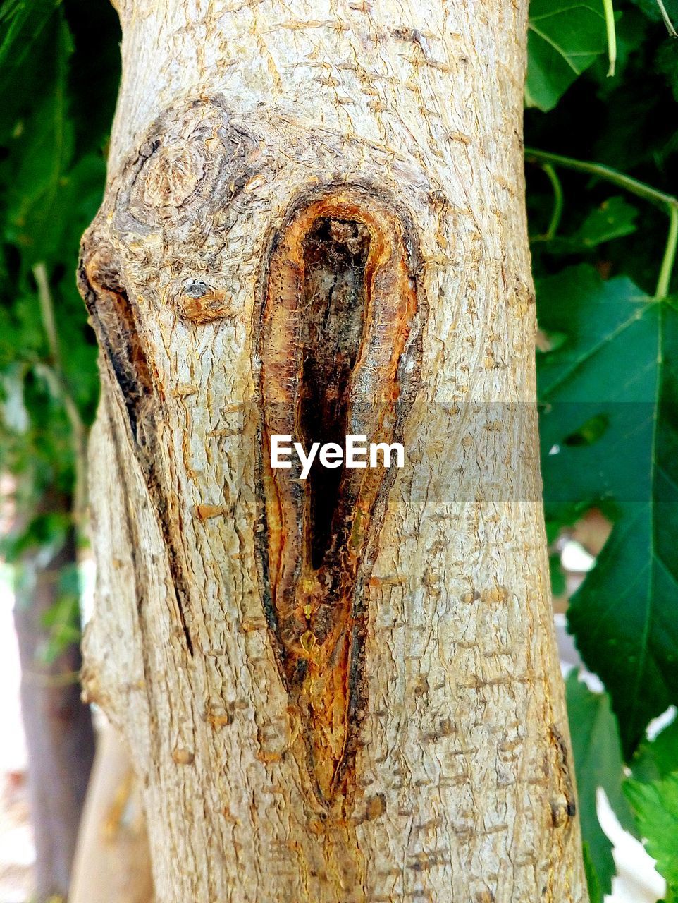 CLOSE-UP OF TREE STUMP OUTDOORS