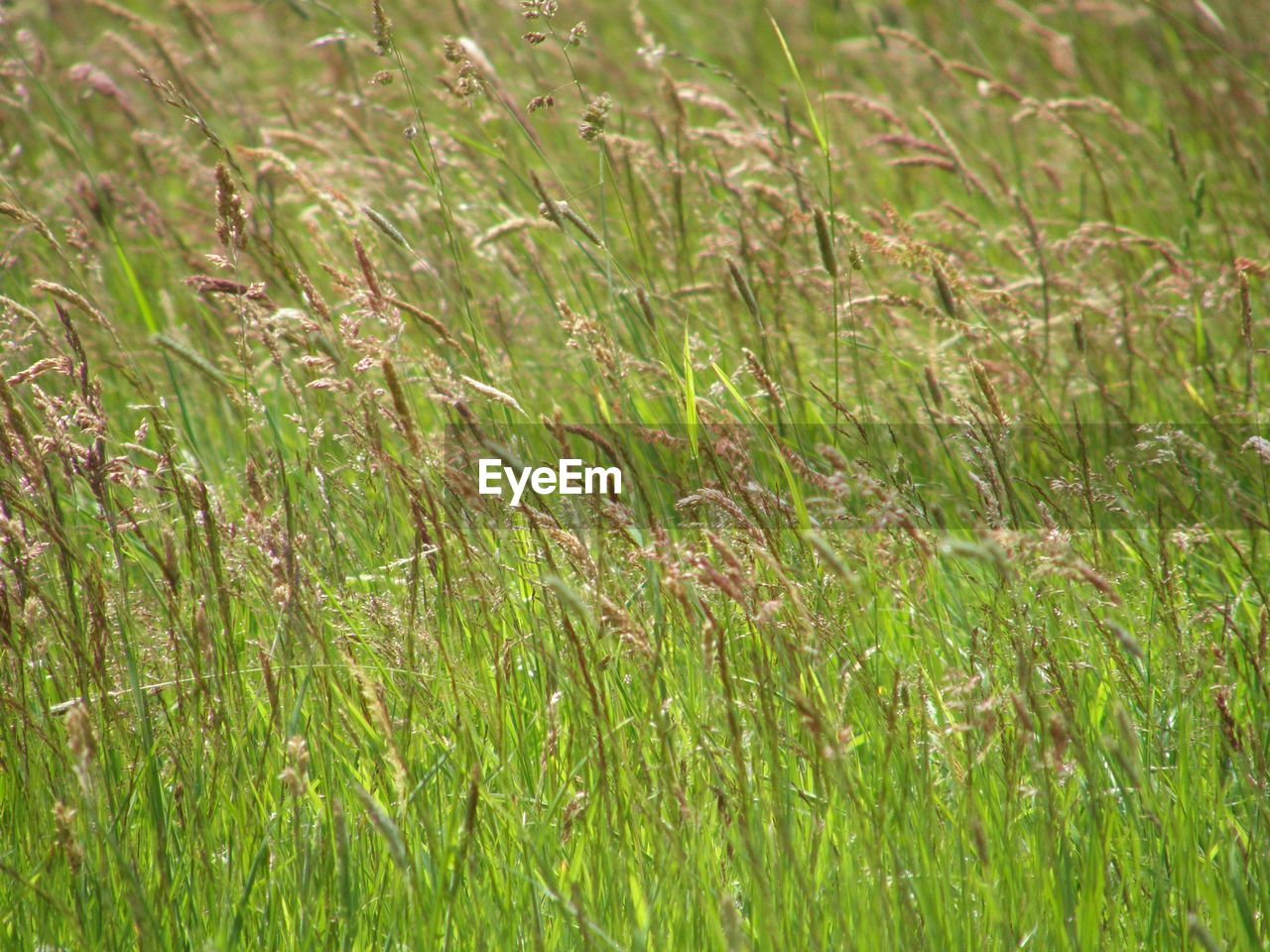 FULL FRAME SHOT OF PLANTS ON FIELD