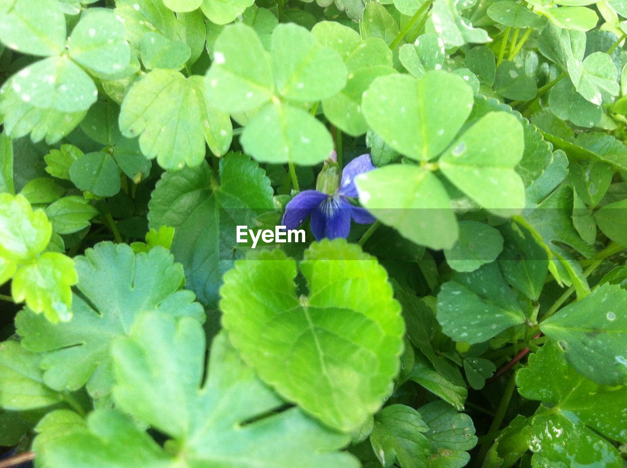 CLOSE-UP OF PURPLE FLOWERS BLOOMING